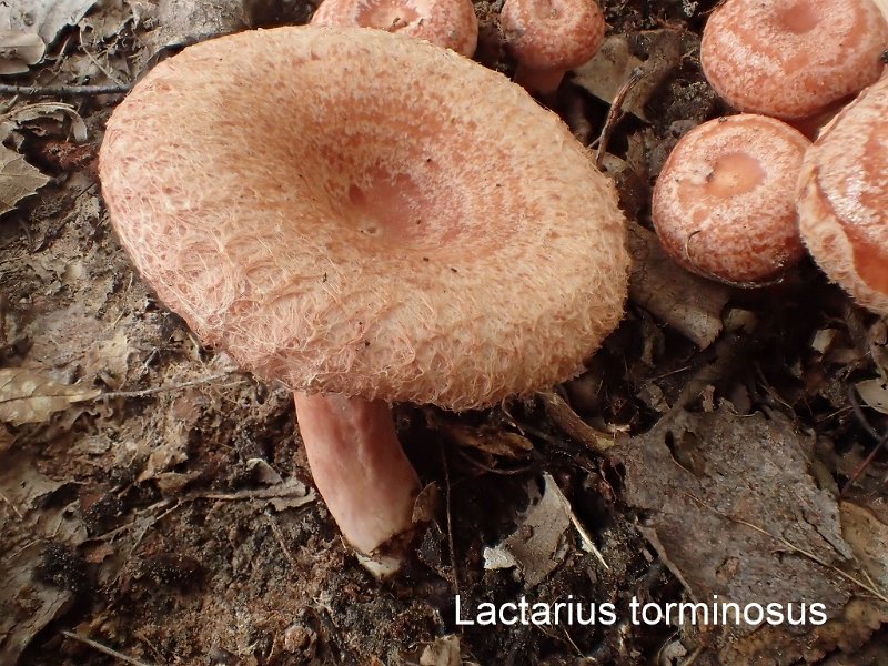 Lactarius torminosus-amf1081-2.JPG - actarius torminosus ; Syn: Lactifluus torminosus ; Nom français: Lactaire à toison